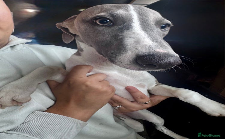 Whippet dogs - Advert 4