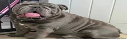 English Bulldog dogs for sale: 2 beautiful English Bulldog puppies 🥰🐶 - Advert 4