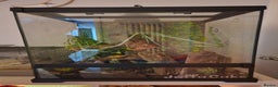 Gecko reptiles for sale: Crested gecko - Advert 4