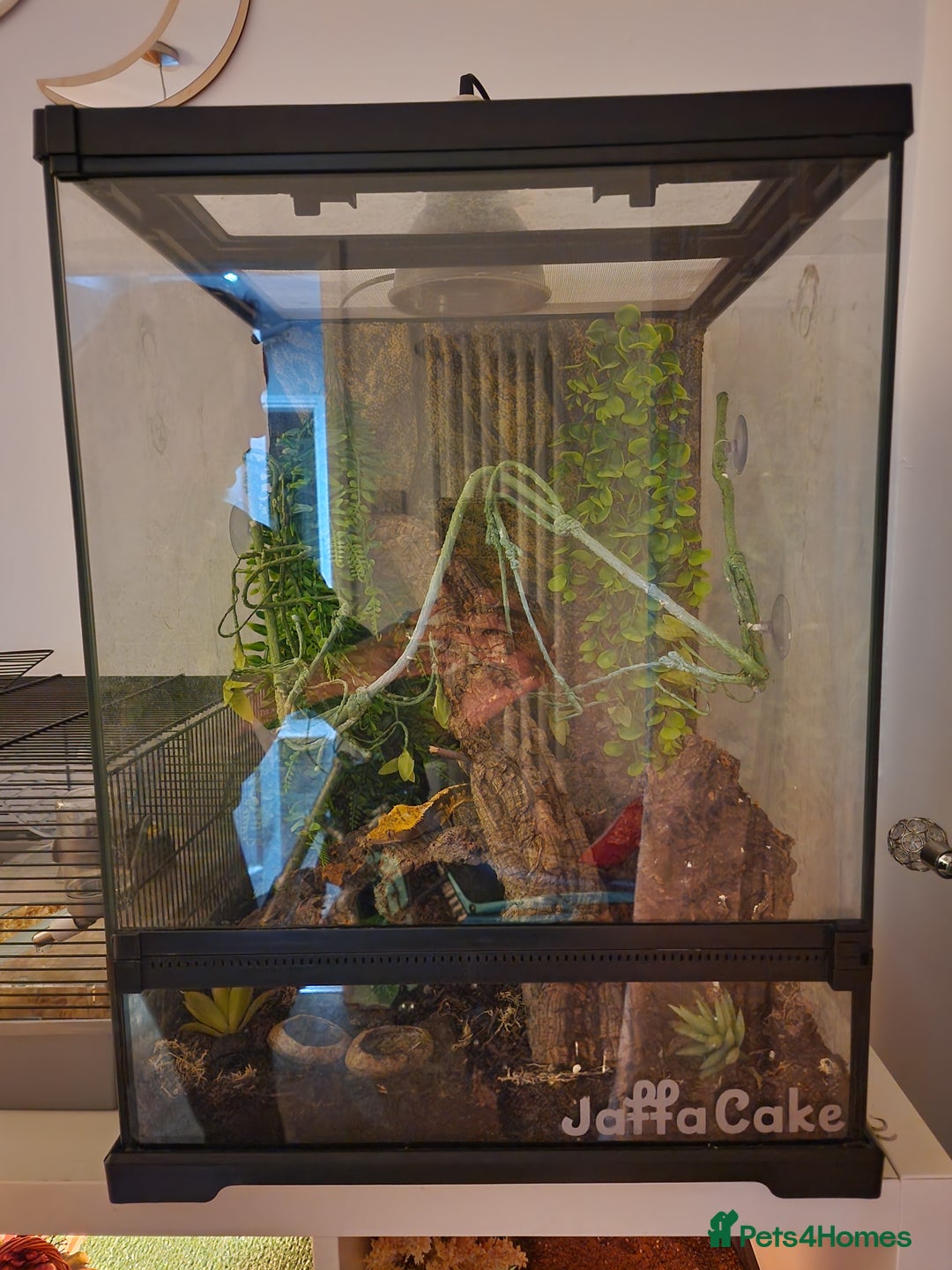 Gecko reptiles for sale: Crested gecko - Advert 4