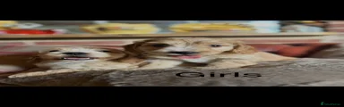 Cockapoo Puppy 6