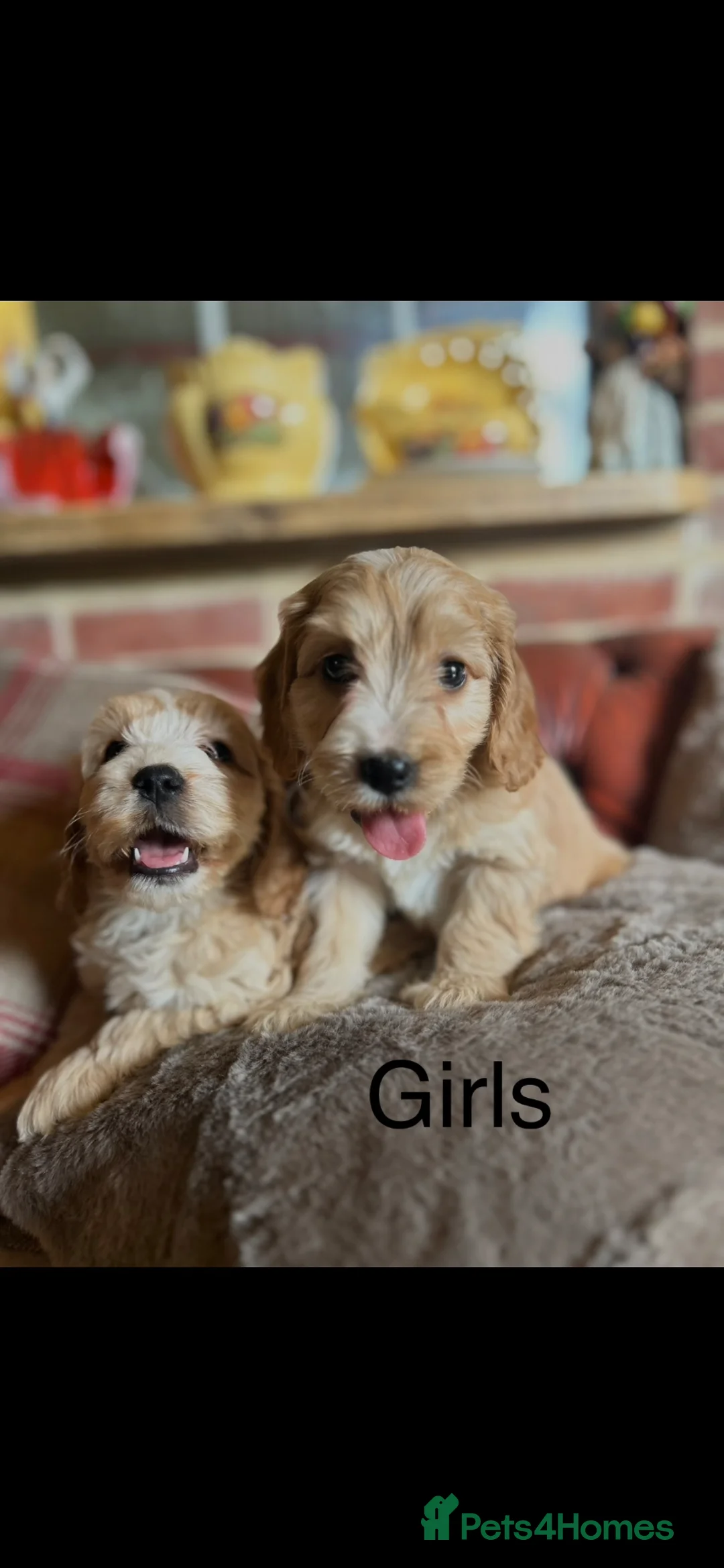 Cockapoo dogs for sale: Beautiful show cockerpoo puppies  - Advert 1