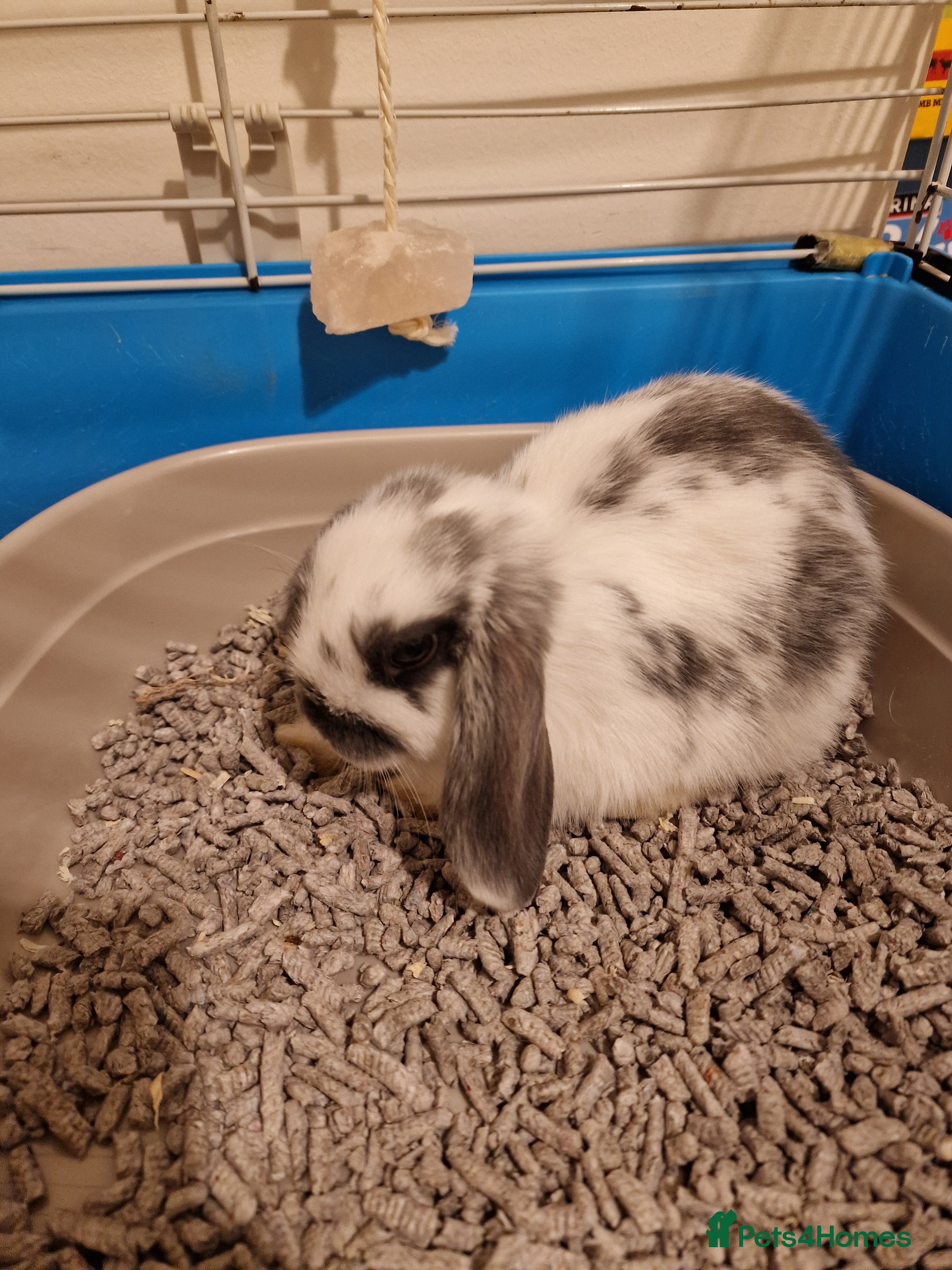 Mini Lop rabbits Mini lop rabbit  - Advert 1