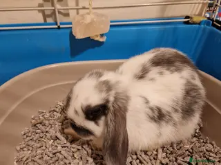 Mini Lop rabbits Mini lop rabbit - Advert 1