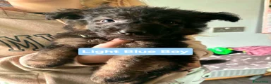 German Shepherd Puppy 1