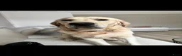 Golden Retriever dogs for stud: Show line Golden Retriever Stud - Advert 5