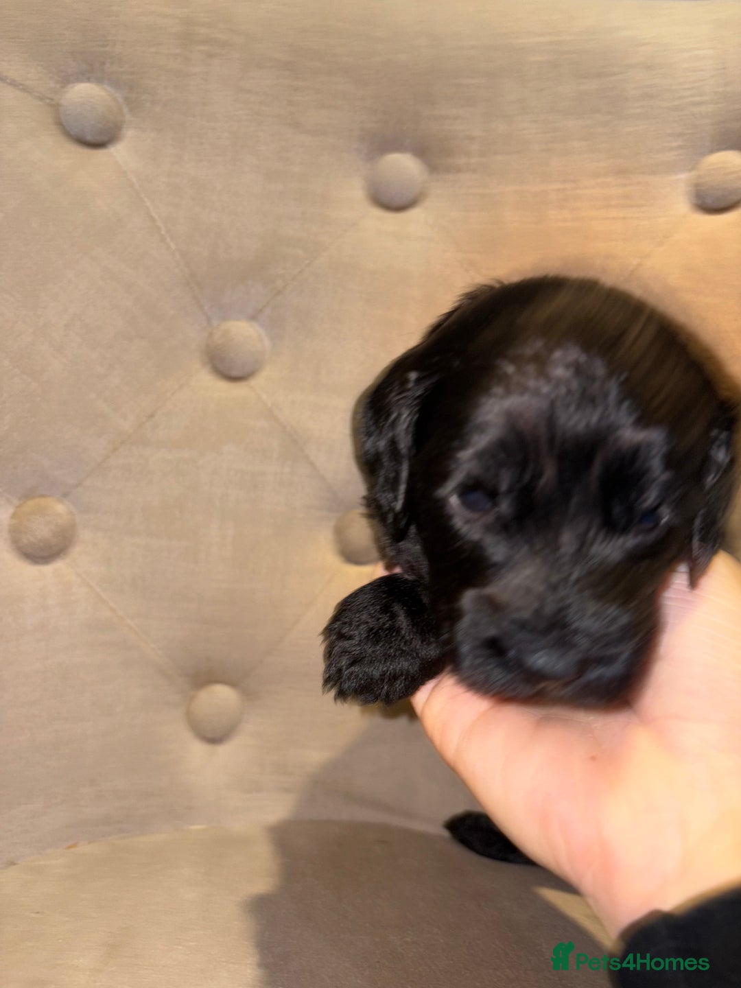 Cockapoo dogs for sale: Beautiful litter of 10 Cockapoo pups  - Advert 27