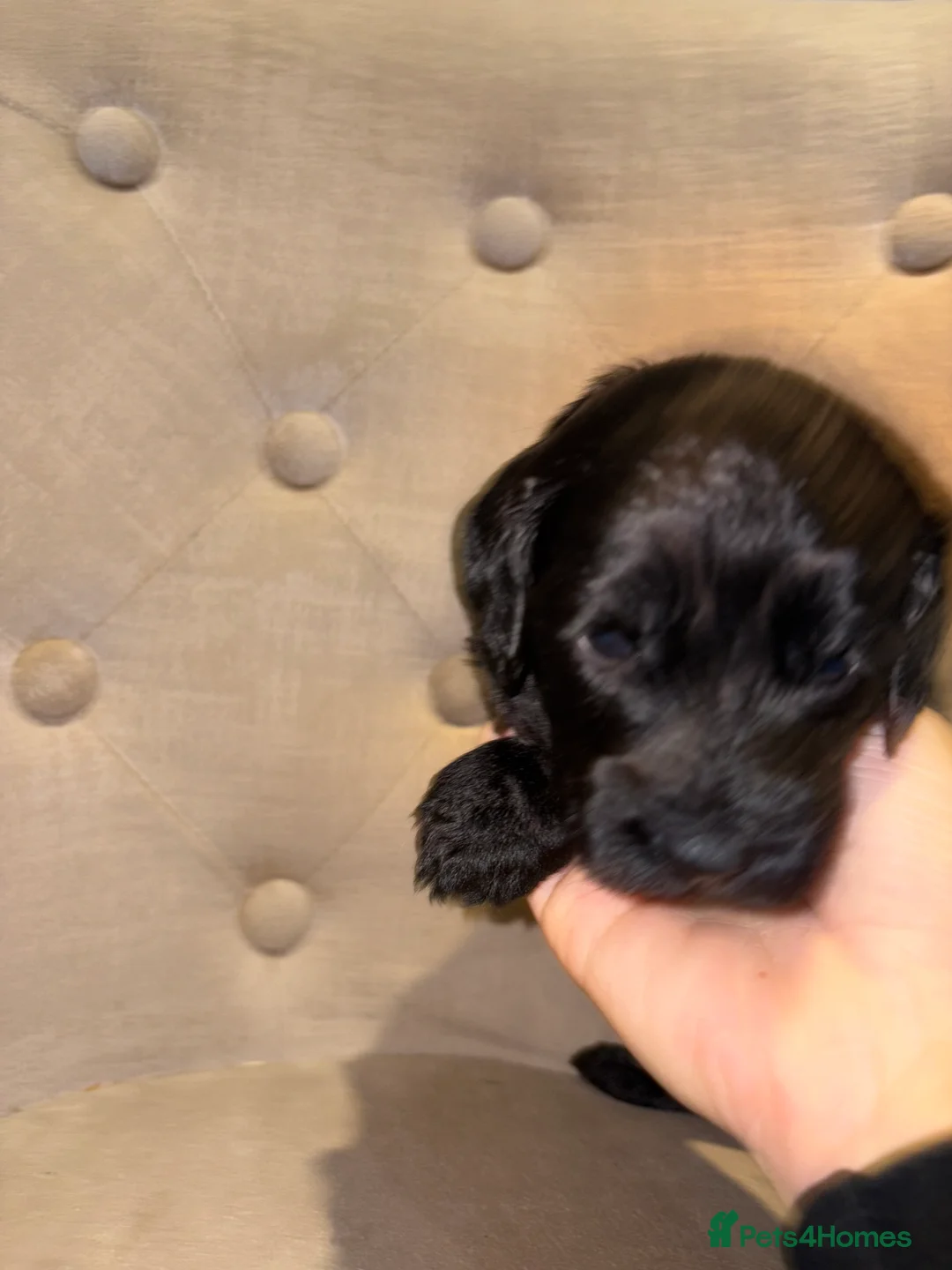 Cockapoo dogs for sale: Beautiful litter of 10 Cockapoo pups  - Advert 27