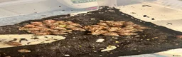 Snails invertebrates for sale: Giant African land snails babies  - Advert 3