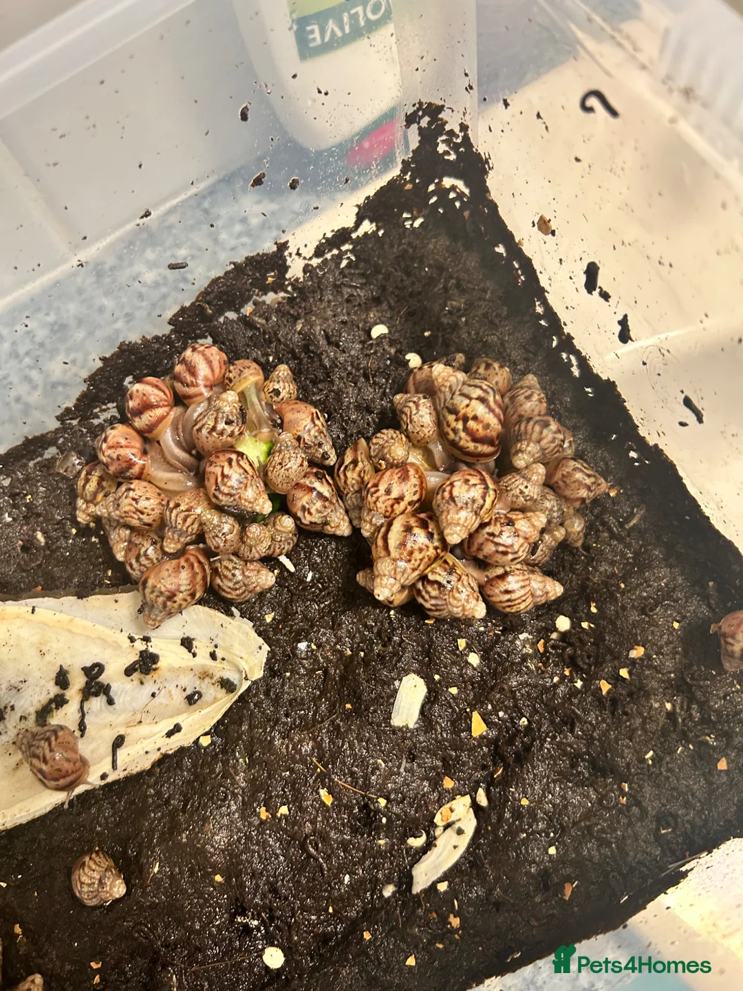 Snails invertebrates for sale: Giant African land snails babies  - Advert 3