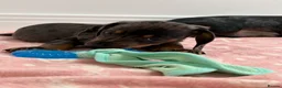 Dachshund dogs for sale: Mini dachshund  - Advert 2