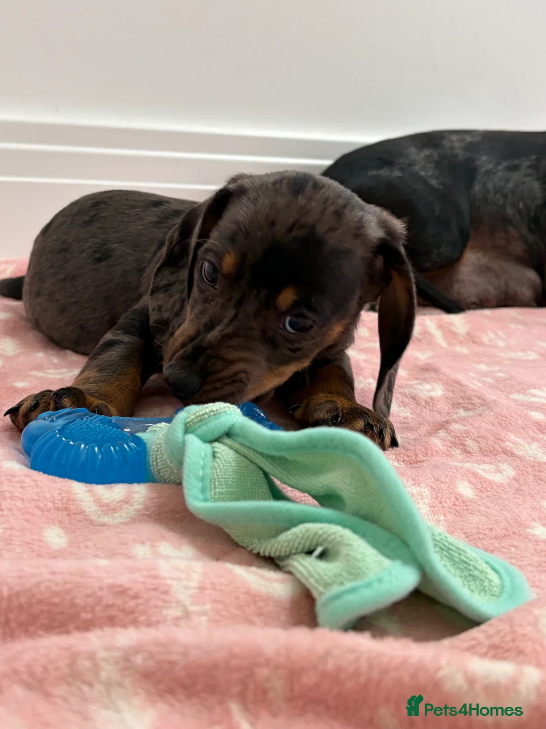 Dachshund dogs for sale: Mini dachshund  - Advert 2