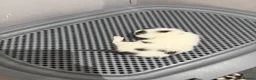Mixed Breed cats for sale: Four beautiful kittens - Advert 9