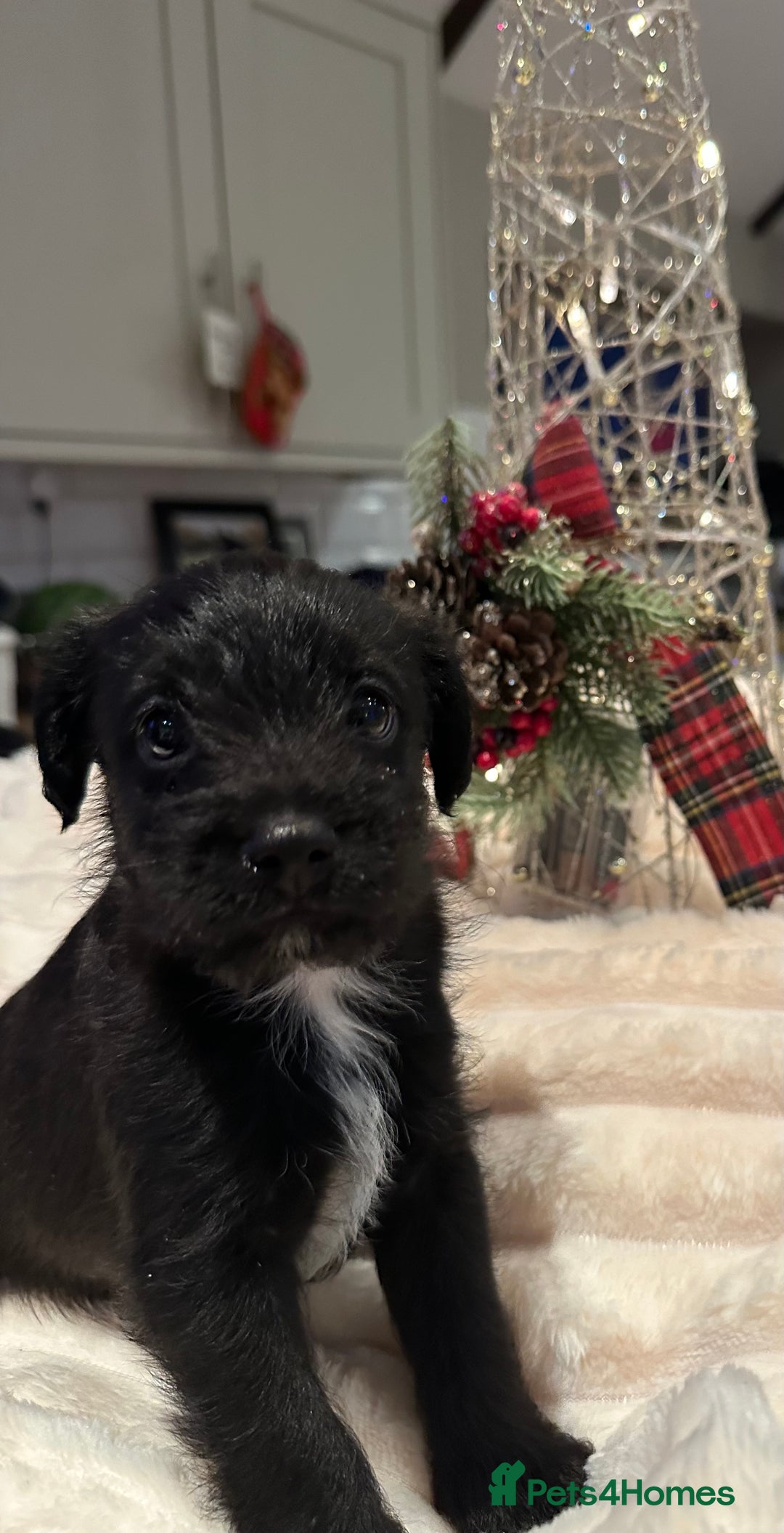 Jackapoo dogs for sale: Stunning Jackapoo Puppies - Advert 1