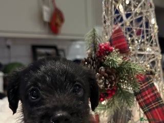 Jackapoo dogs Stunning Jackapoo Puppies - Advert 1