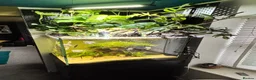 Angelfish fish for sale: Aquarium full set  - Advert 4
