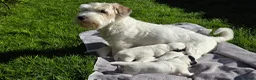 Sealyham Terrier dogs for sale: Sealyham Terrier puppies in Preston - Advert 12