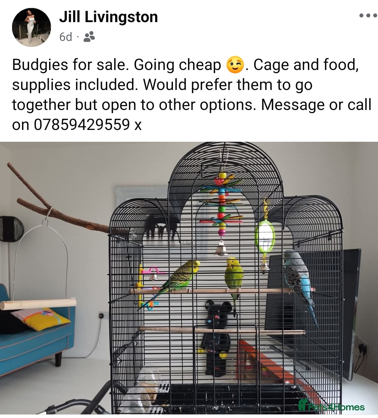 Budgerigars birds Pesto and Cheech - Advert 1