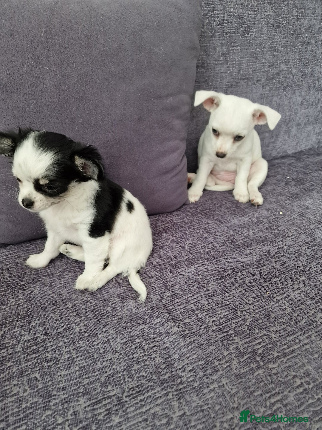 Chihuahua dogs for sale: Two little girls  - Image 4