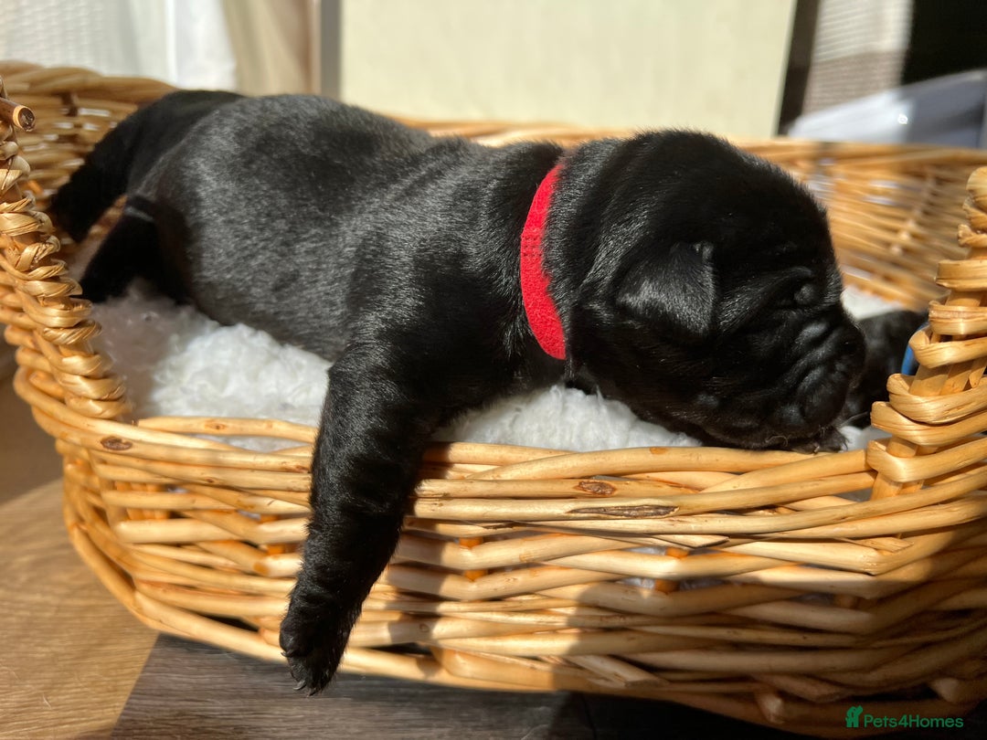 Labrador Retriever dogs for sale: KC DNA TESTED STUNNING ROBUST PUPPIES - Image 9