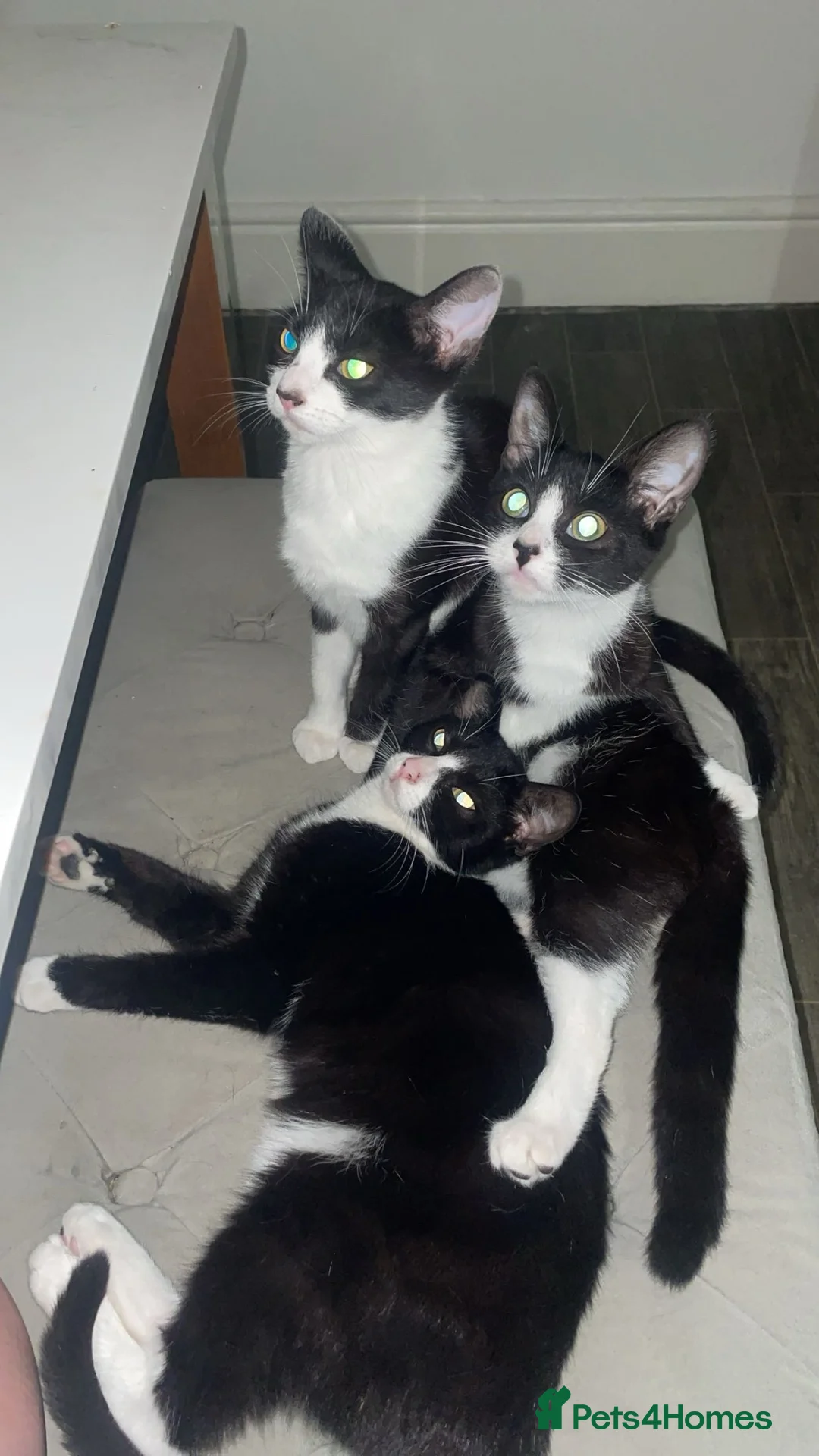 British Shorthair cats for sale: Beautiful kittens looking for there forever homes in Derby - Advert 4