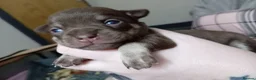 Chihuahua dogs for sale: KC REG Chihuahua puppies rare colours & markings  - Advert 10