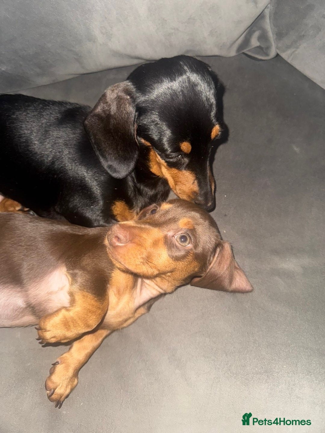 Dachshund dogs for sale: One male chocolate and tan dachshund - Advert 1