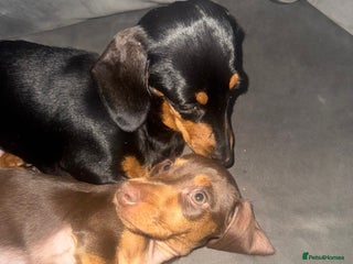 Dachshund dogs One male chocolate and tan dachshund - Advert 2