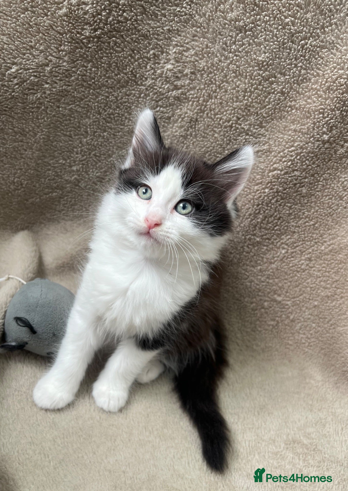 Mixed Breed cats Beautiful fluffy Russian blue mixed breed kitten - Advert 2