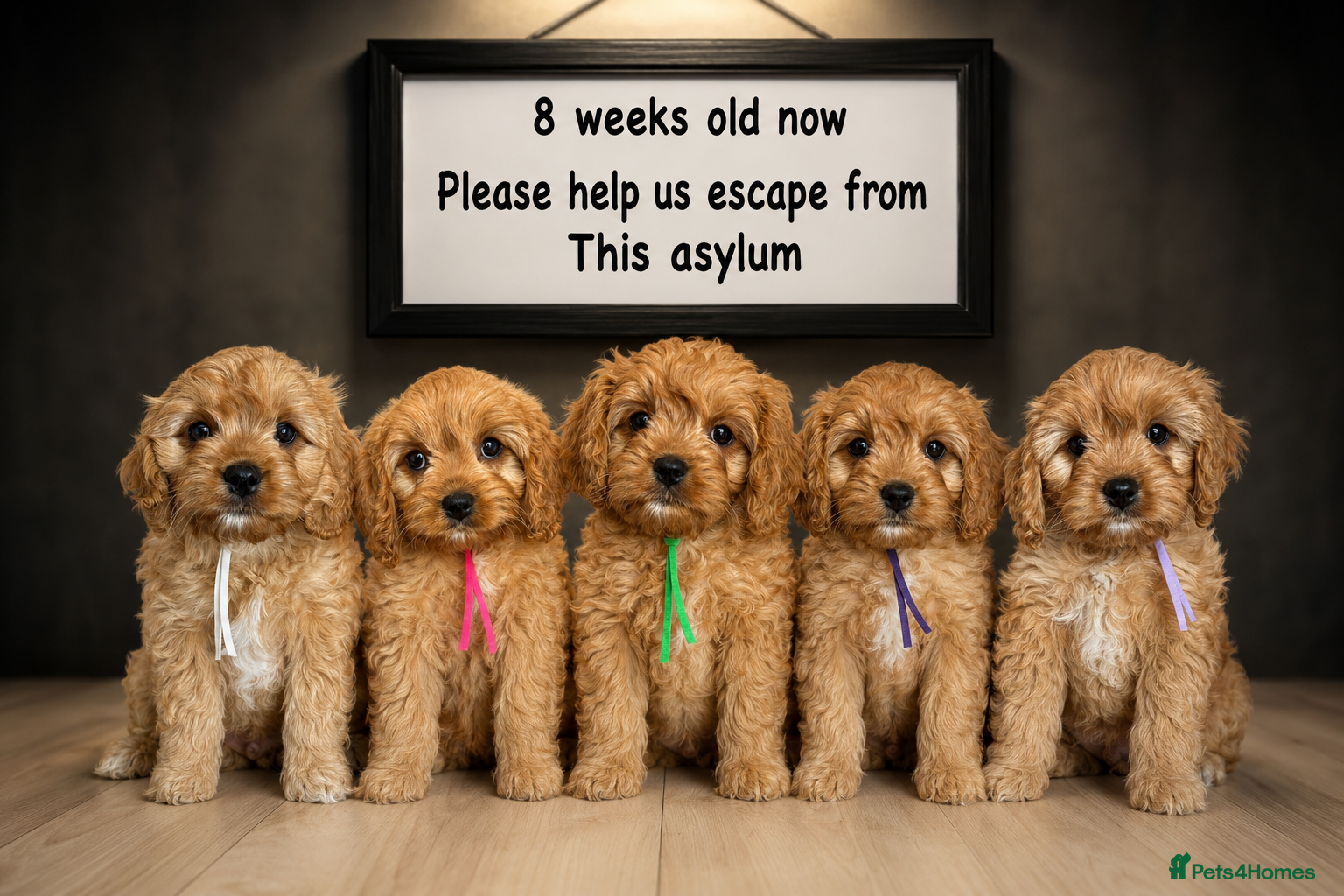 Cavapoo dogs for sale: Pedigree Cavapoo puppies health tested READY NOW - Advert 2