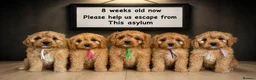 Cavapoo dogs for sale: Pedigree Cavapoo puppies health tested READY NOW - Advert 1