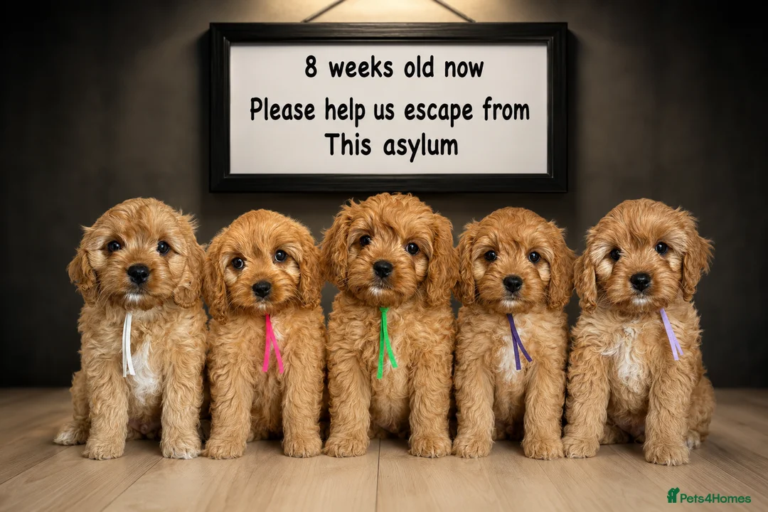 Cavapoo dogs for sale: Pedigree Cavapoo puppies health tested READY NOW - Advert 1