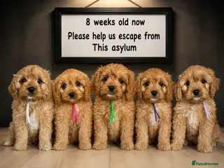 Cavapoo dogs for sale: Pedigree Cavapoo puppies health tested READY NOW - Advert 2