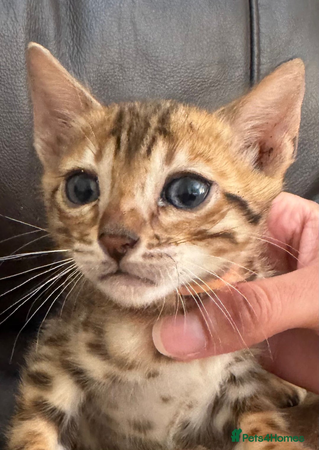 Bengal cats for sale: Pure SBT Charcoal Silver Bengal Kittens  - Image 11