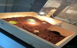 Hermann Tortoise reptiles for sale: Baby tortoise with home & accessories  - Image 6