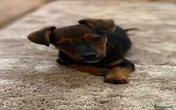 Jack Russell dogs for sale: Traditional Short-legged Jack Russell Boy. - Image 6