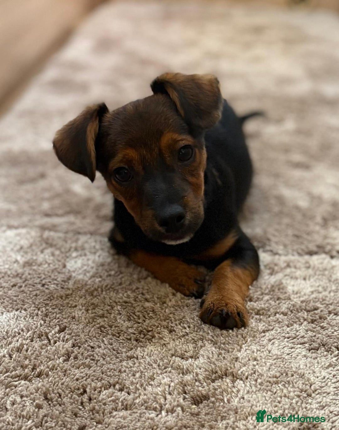 Jack Russell dogs for sale: Traditional Short-legged Jack Russell Boy. - Image 6