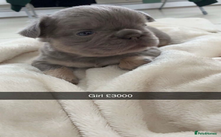 French Bulldog dogs - Advert 18