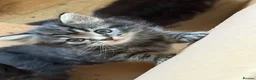 Mixed Breed cats for sale: 2 beautiful girls available  - Advert 6