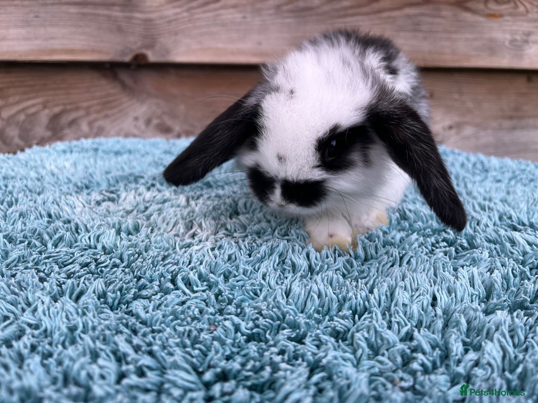 Mini Lop rabbits for sale: Gorgeous pure Mini lops  - Advert 2