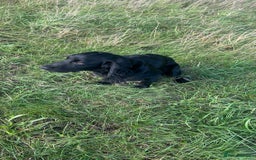 Cocker Spaniel dogs for sale: KC Working Cocker Chocolate Puppy - Image 3