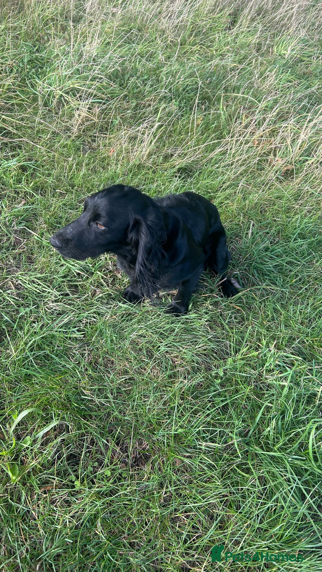 Cocker Spaniel dogs for sale: KC Working Cocker Chocolate Puppy - Image 3