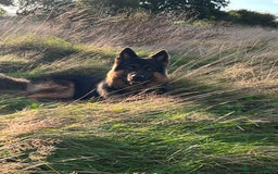 German Shepherd dogs for stud: Herman Kennel Club registered GSD-stud in Doncaster - Image 13