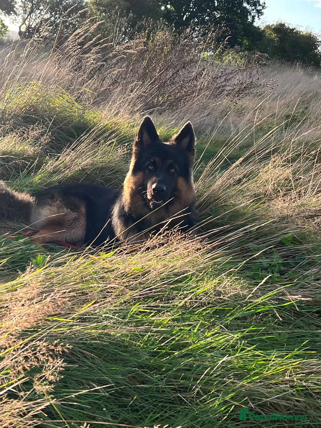 German Shepherd dogs for stud: Herman Kennel Club registered GSD-stud in Doncaster - Advert 13