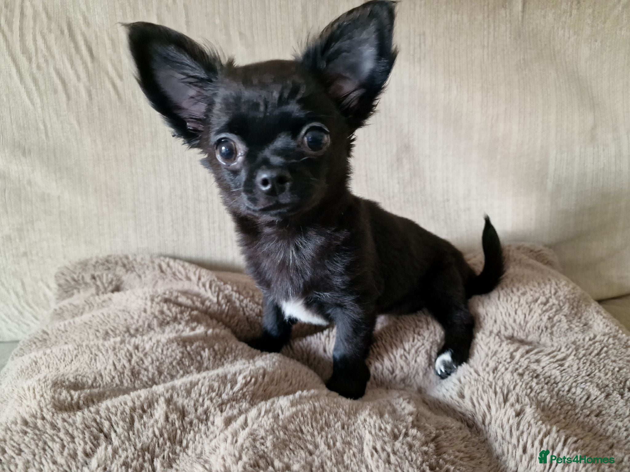 Chihuahua dogs REDUCED Last Pup Left! Chihuahua Puppy READY NOW - Advert 17