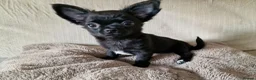 Chihuahua dogs for sale: REDUCED Chihuahua Puppies READY NOW - Advert 6