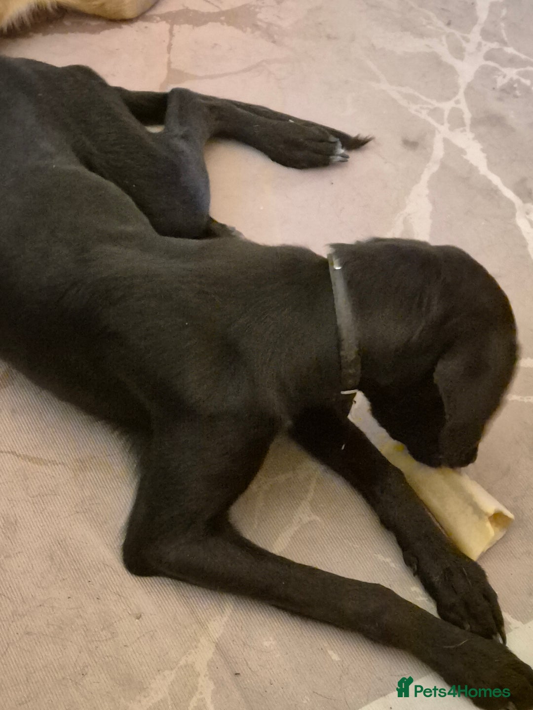 Mixed Breed dogs for sale: Mixed breed  - Advert 2