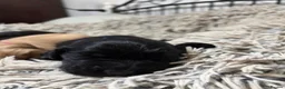 Flat coated Retriever dogs for sale: 4 flat coated retriever’s puppies  - Advert 10