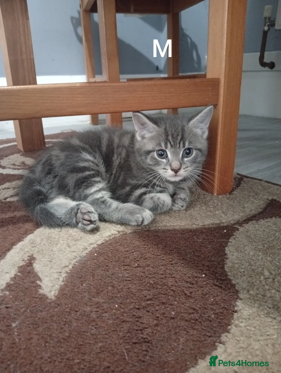 Mixed Breed cats for sale: 🐾 3 Adorable Tabby Kittens Ready Now🐾 in Cramlington - Advert 2