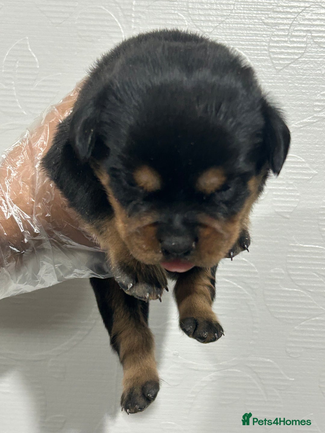 Rottweiler dogs for sale: Top Quality KC Reg Rottweiler Puppies for sale - Advert 13